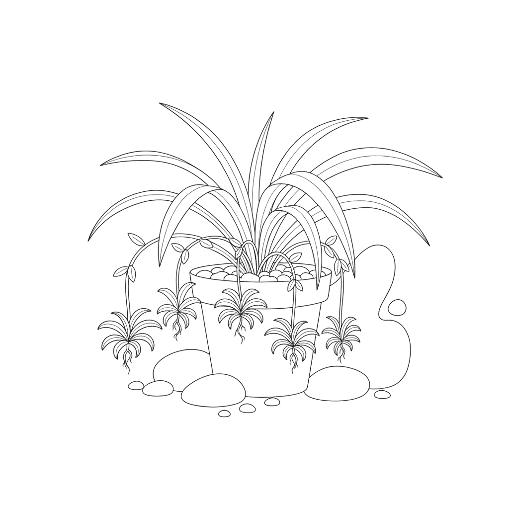 Раскраска Хлорофитум с детками