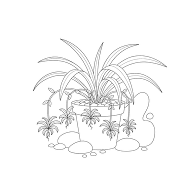Desenho de Clorofito com Filhotes para Colorir