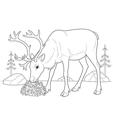 Coloriage Renne Mangeant de la Mousse