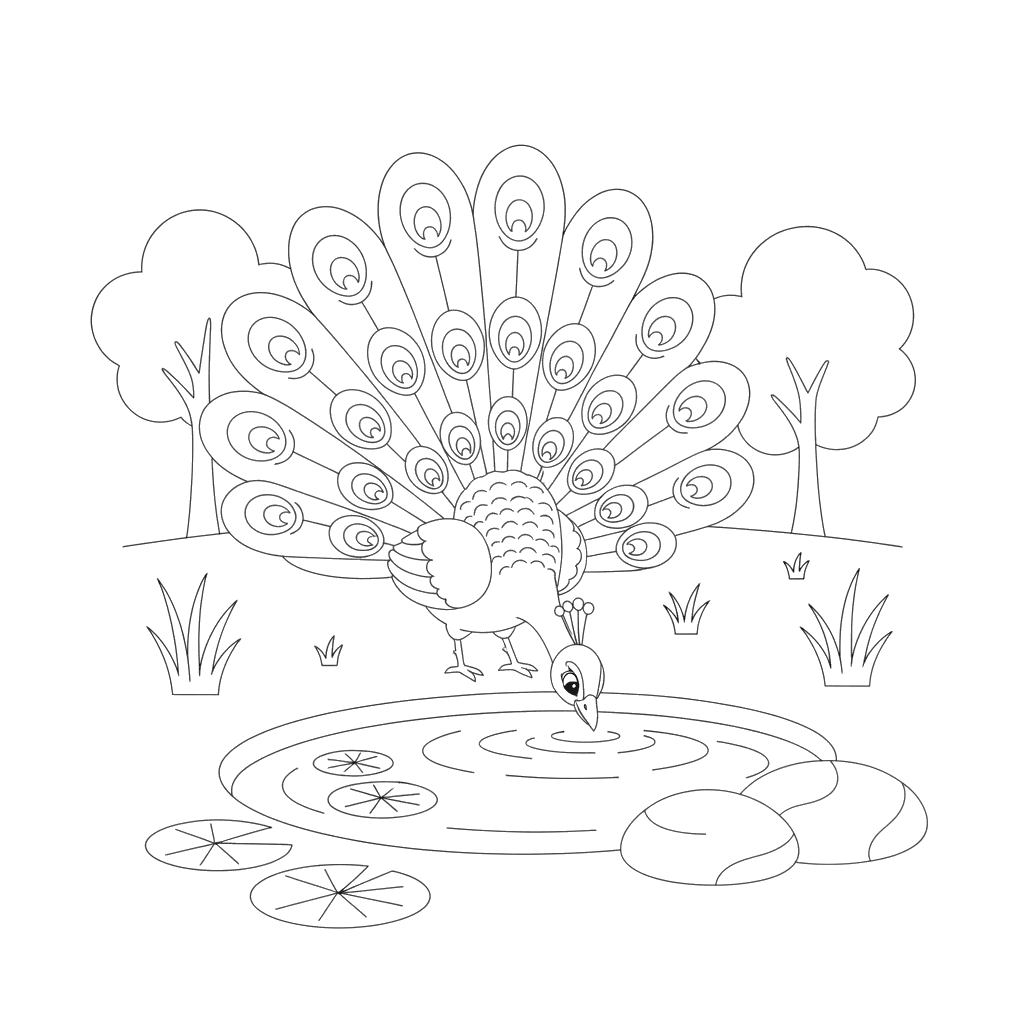 Coloriage Paon buvant de l'eau à l'étang